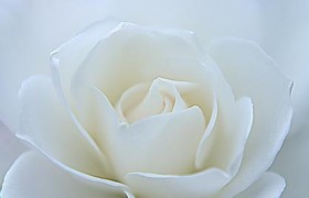 红玫瑰与白月光什么意思？(九朵白玫瑰一个向日葵什么意思？)